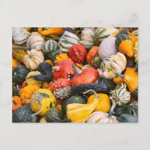 Herbstpumpen, Gourds und Squashes Postkarte
