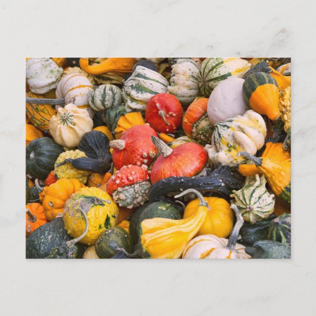 Herbstpumpen, Gourds und Squashes Postkarte (Vorderseite)