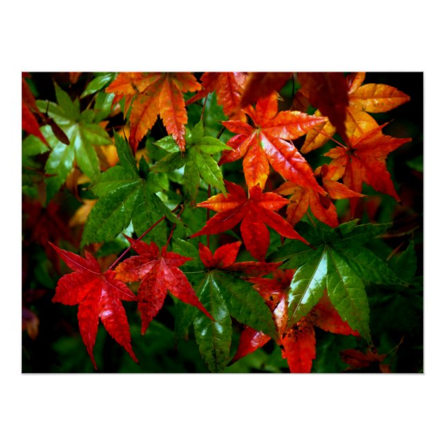 Herbstrennen Poster (Vorderseite)