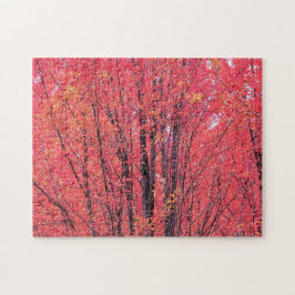 Herbstrot - Herbstbaume