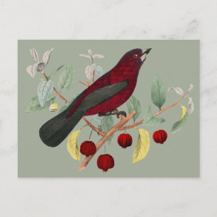 herbstroter Vogel vintage Postkarte