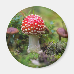 Herbstschönheit Magnet