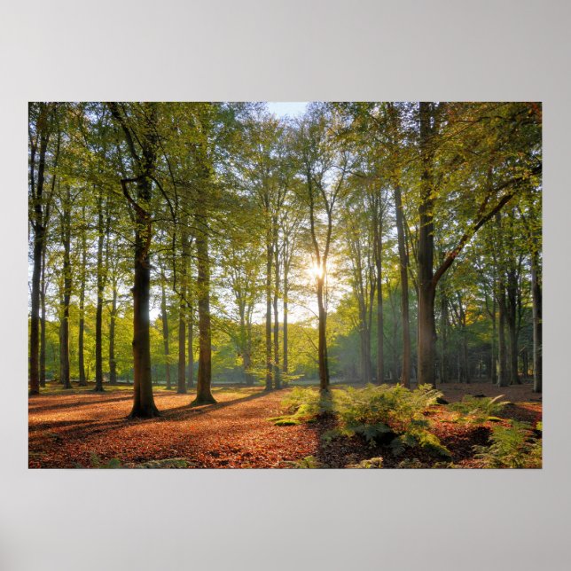 Herbstsonne im Wald Poster (Vorne)