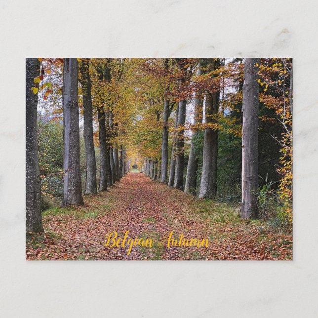 Herbstspaziergang in Belgien Postkarte (Vorderseite)
