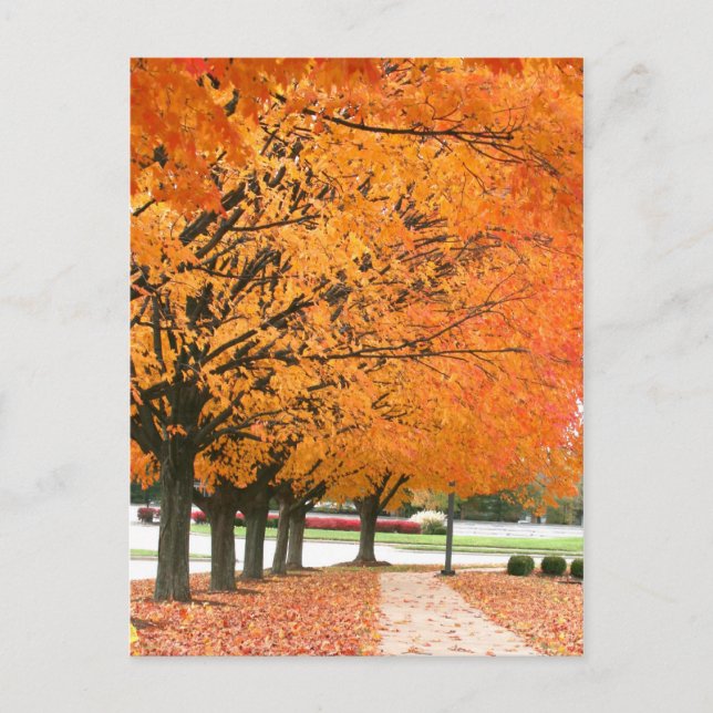 Herbstspaziergang Postkarte (Vorderseite)