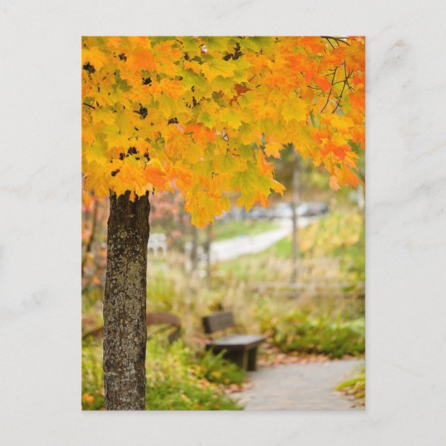 Herbstszene Postkarte (Vorderseite)