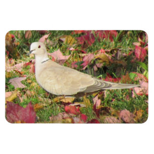 Herbsttaube Magnet