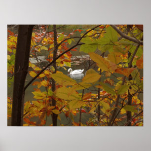 Herbstteich mit Schwan Poster