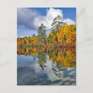 Herbstteichreflexionen, Maine Postkarte