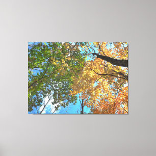 Herbsttreetops-Fahrwerk-Leinwand-Druck Leinwanddruck