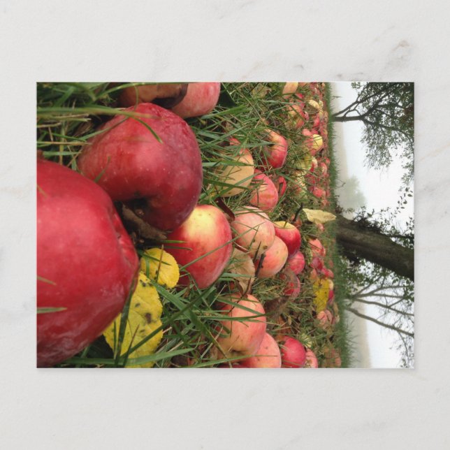 Herbstvormittag im Orchard Postkarte (Vorderseite)