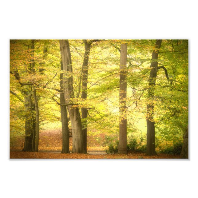 Herbstwald (4391) fotodruck (Vorne)