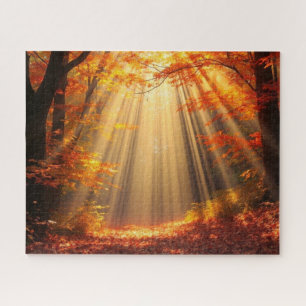 Herbstwald bei sonnigem Wetter