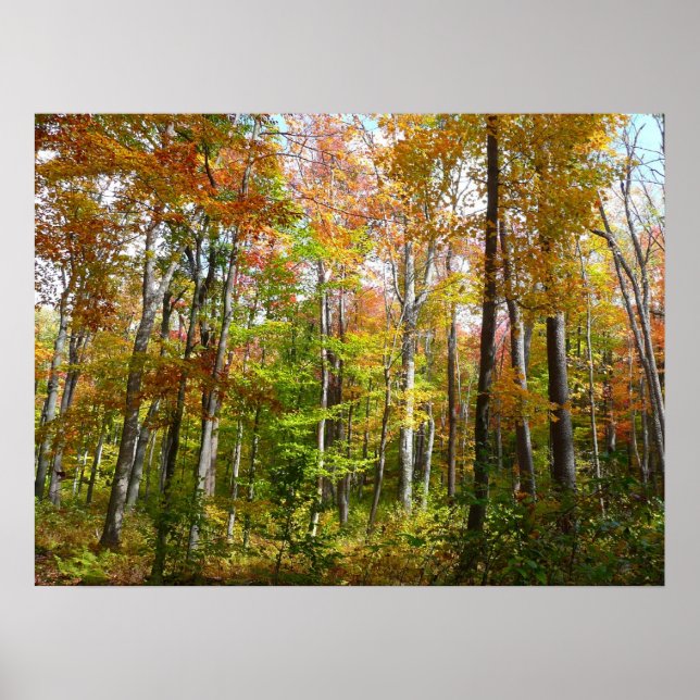 Herbstwald I Herbstlandschaftsfotografie Poster (Vorne)