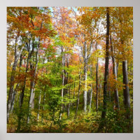Herbstwald I Herbstlandschaftsfotografie