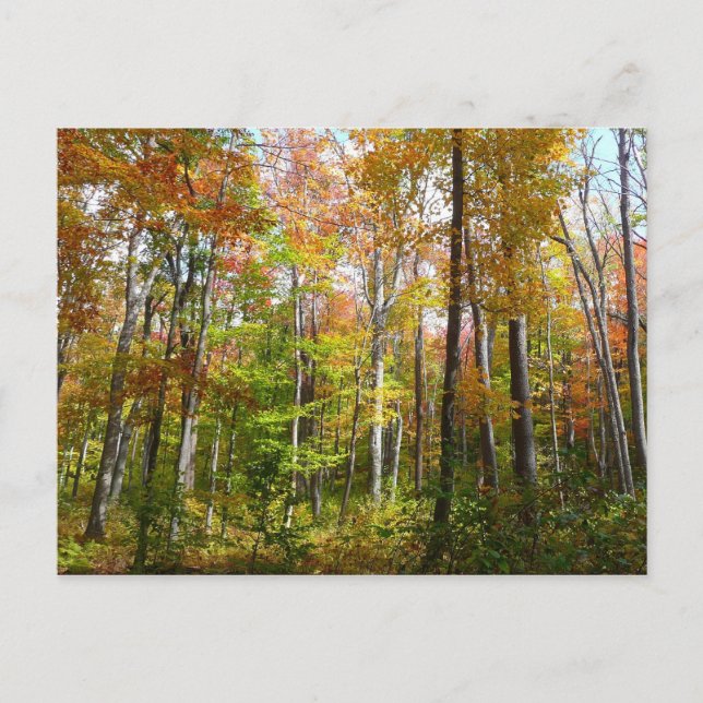 Herbstwald I Herbstlandschaftsfotografie Postkarte (Vorderseite)