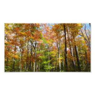 Herbstwald II Herbstlandschaftsfotografie Fotodruck