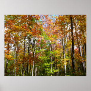 Herbstwald II Herbstlandschaftsfotografie Poster