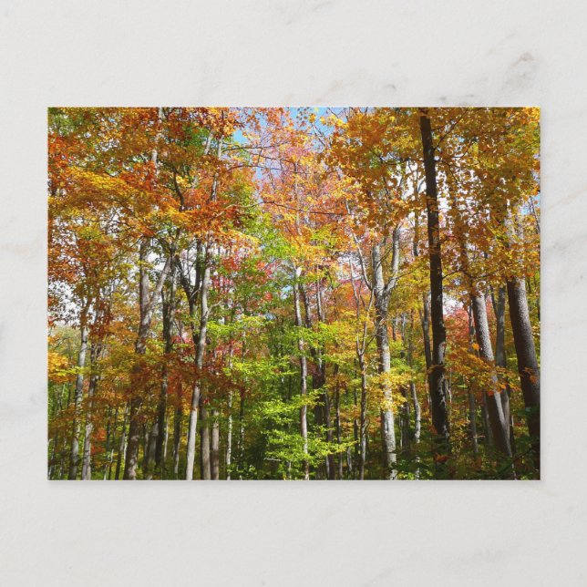 Herbstwald II Herbstlandschaftsfotografie Postkarte (Vorderseite)