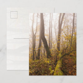 Herbstwald in Nebelatmosphäre Postkarte