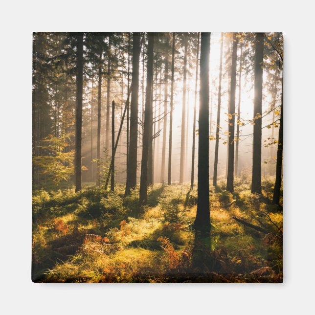 Herbstwald mit Sonnenstrahlen Magnet (Vorne)