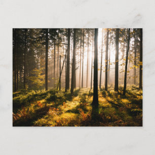Herbstwald mit Sonnenstrahlen Postkarte