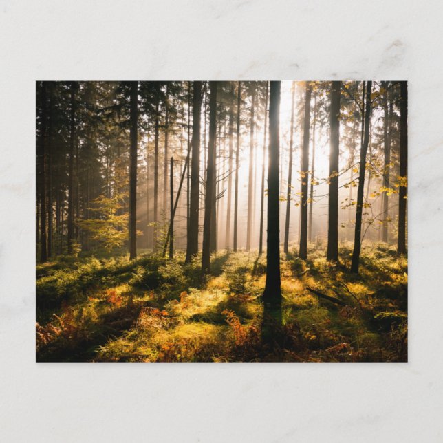 Herbstwald mit Sonnenstrahlen Postkarte (Vorderseite)