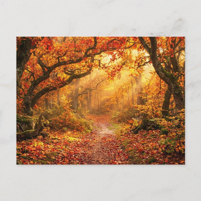 Herbstwald Postkarte (Vorderseite)