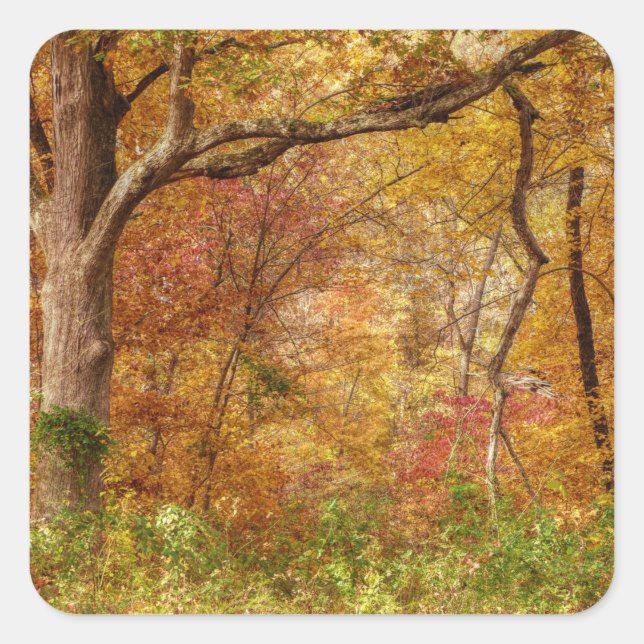 Herbstwald Quadratischer Aufkleber (Vorderseite)