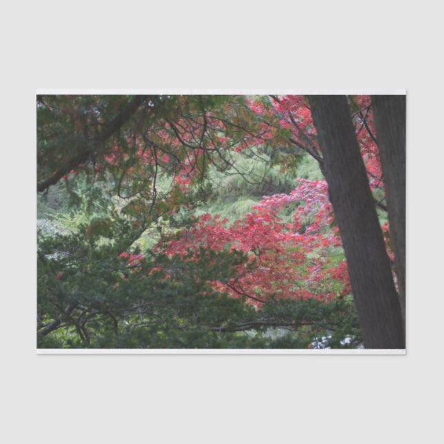 Herbstwald Seidenpapier (Vorderseite)