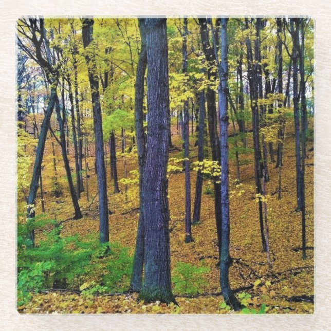 Herbstwald, Westbend, Wisconsin Glasuntersetzer (Vorderseite)