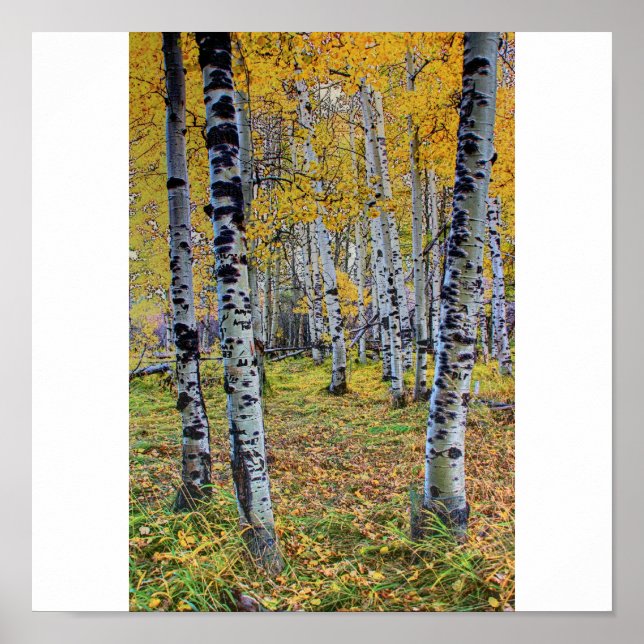 Herbstwälder Poster (Vorne)