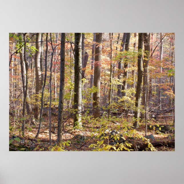 Herbstwälder Poster (Vorne)