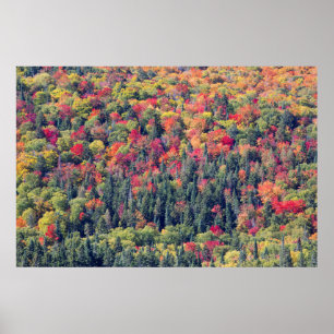 Herbstwaldlandschaft Poster