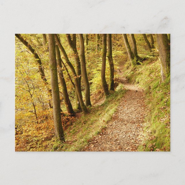 Herbstwaldweg Postkarte (Vorderseite)