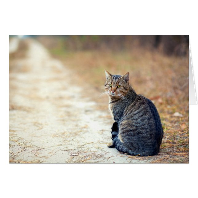 Herbstweg Tabby (Vorderseite (Horizontal))