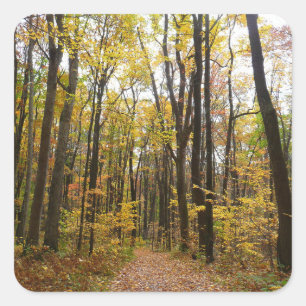 Herbstweg und Golden Blätter im Laurel Hill Park Quadratischer Aufkleber