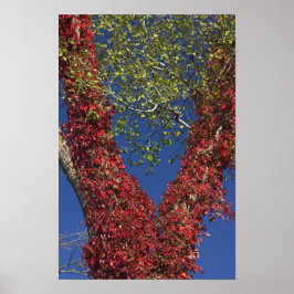 Herbstweine auf Baumplakat Poster