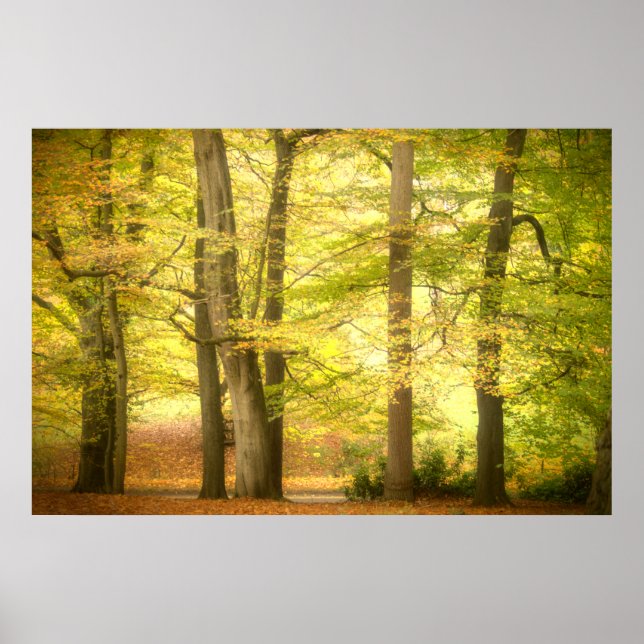 Herbstwoodland (4391) Poster (Vorne)