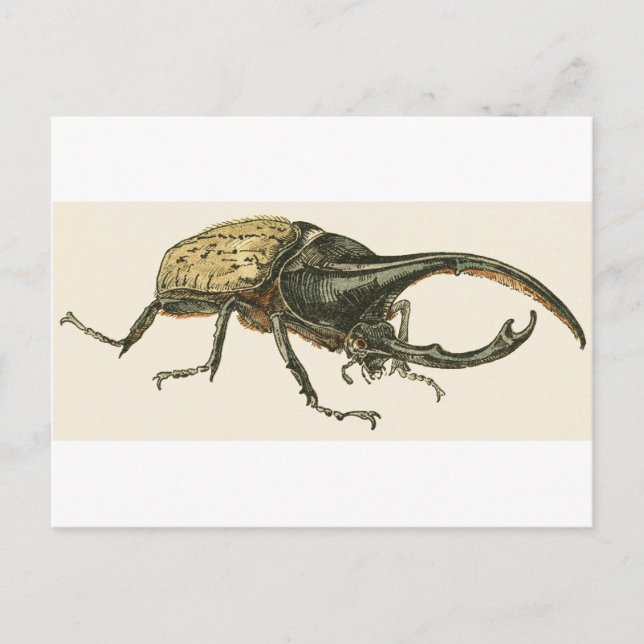 Hercules Beetle Postkarte (Vorderseite)