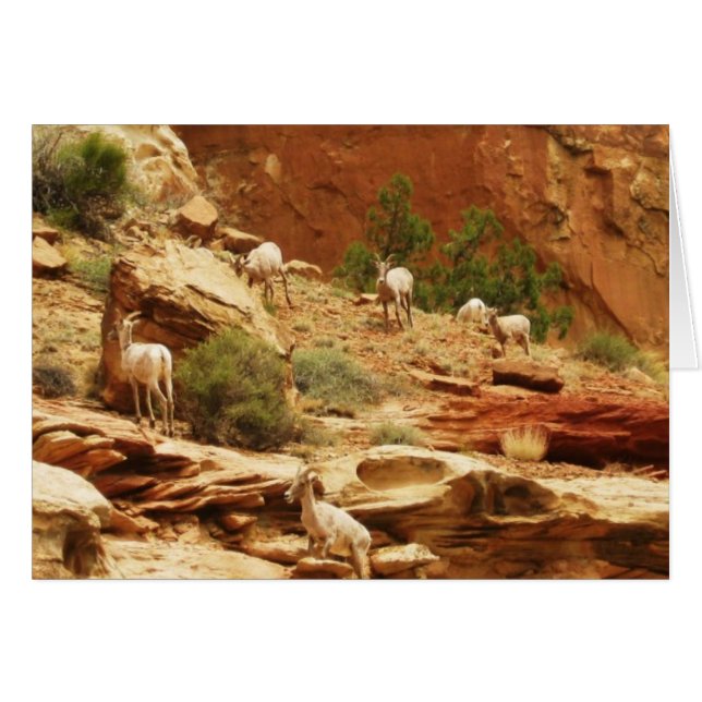 Herd... (Vorderseite (Horizontal))