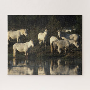 Herd Camargue Ponies Stehend im Wasser
