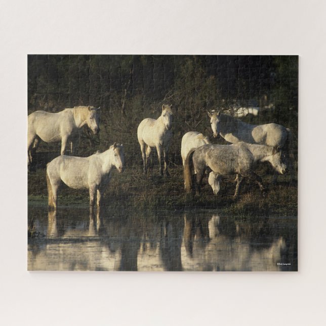 Herd Camargue Ponies Stehend im Wasser (Horizontal)