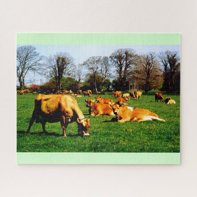 Herd of Jersey cows (Horizontal)