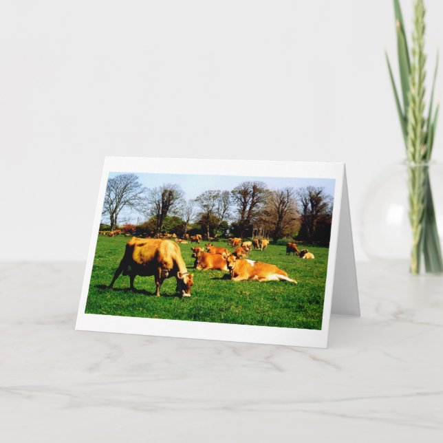 Herd of Jersey cows Karte (Vorderseite)