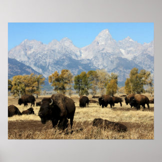 Herd von Buffalo Poster