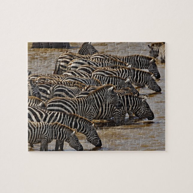 Herd von Burchell's Zebras trinken aus Mara (Horizontal)