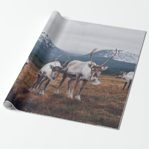 HERD VON ROHTIEREN UND SCHWARZEN TIEREN AUF DER BR GESCHENKPAPIER