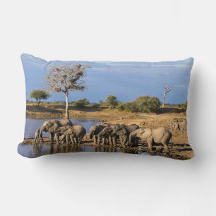 Herde Afrikanischer Buschelefanten (Loxodonta Afri Lendenkissen