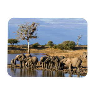 Herde Afrikanischer Buschelefanten (Loxodonta Afri Magnet